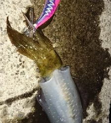 エギング釣行その29