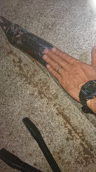 初タチウオ ワインド