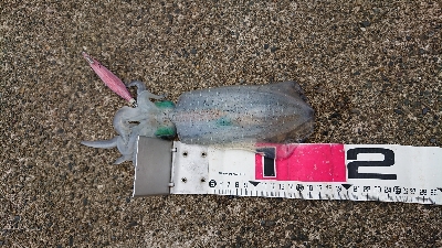 直江津ハッピーでエギング