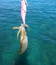 エギング釣行その30