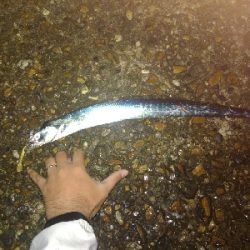 雨のタチウヲング