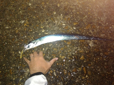 雨のタチウヲング