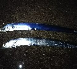 気候が良くなってきました