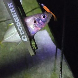 2日連続のアジング