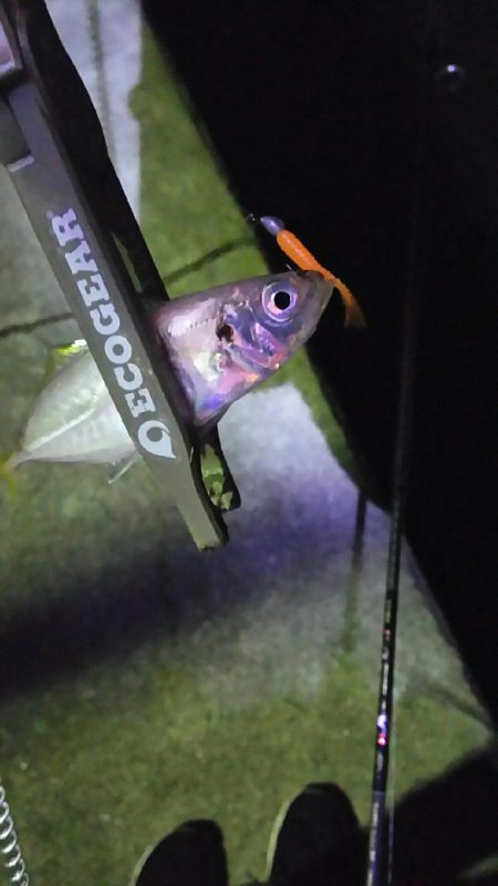 2日連続のアジング