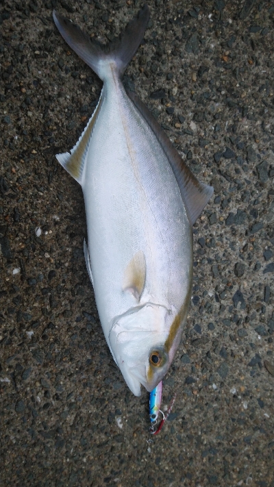 雨の中まずまずの釣果