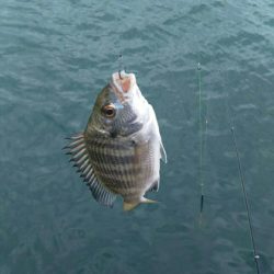 台風後クロダイ