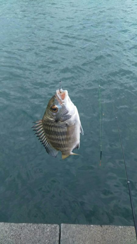 台風後クロダイ