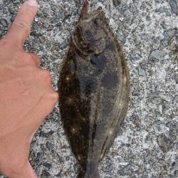 ULSJ&アジング&エギング