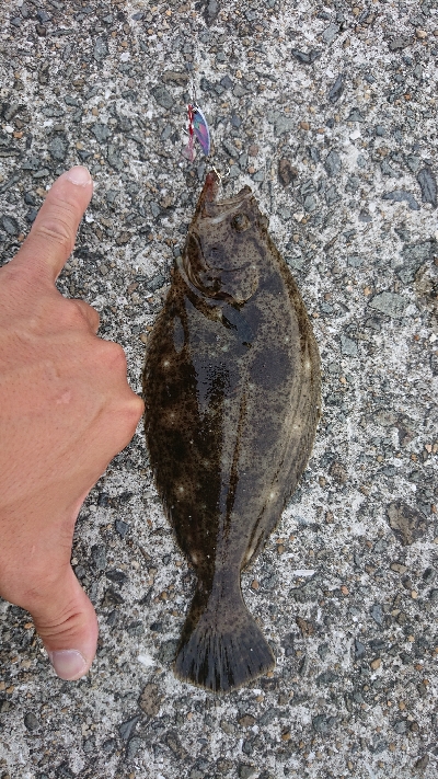 ULSJ&アジング&エギング