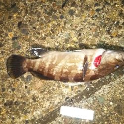 ショアジギング