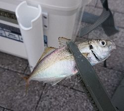 台風あとのアジング修行