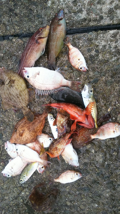 カワハギ食用サイズ