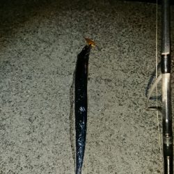 釣り部　釣行記　21