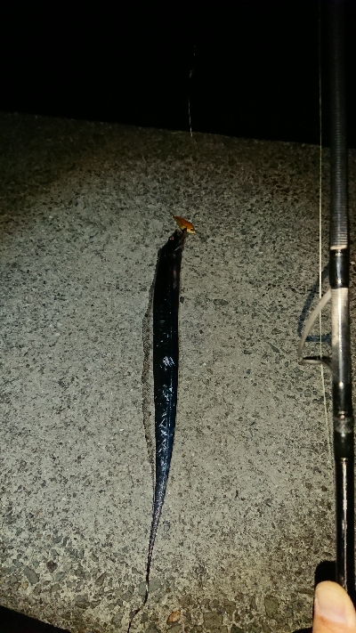 釣り部　釣行記　21