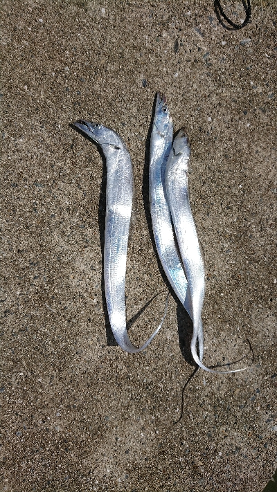 台風後の神戸沖堤防