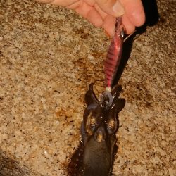 イカはどこへ？