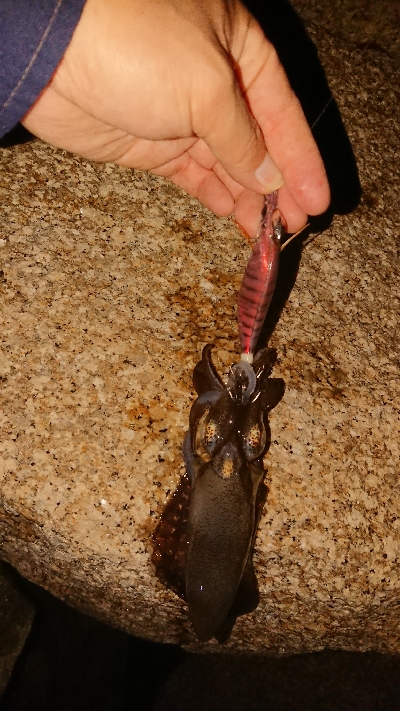 イカはどこへ？