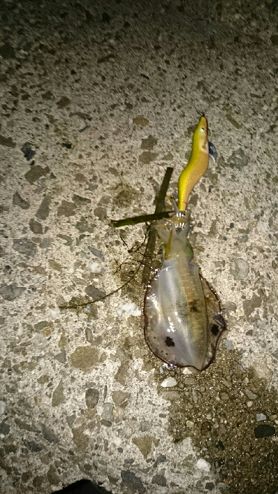 エギング&ワインド