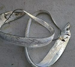 青物が釣れない…