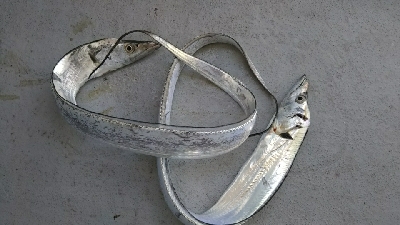 青物が釣れない…