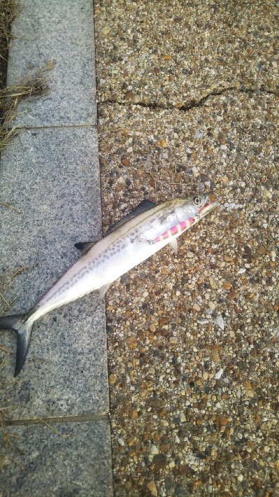 ファミリーフィッシング