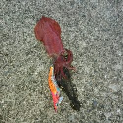 新子が釣れない❗