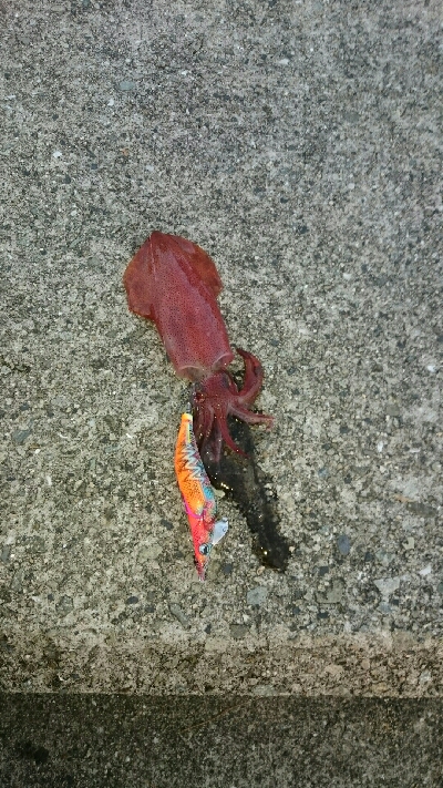 新子が釣れない❗