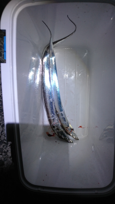 ワインドでタチウオ