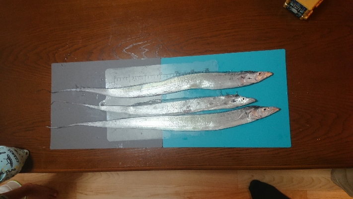 久しぶりの渡船