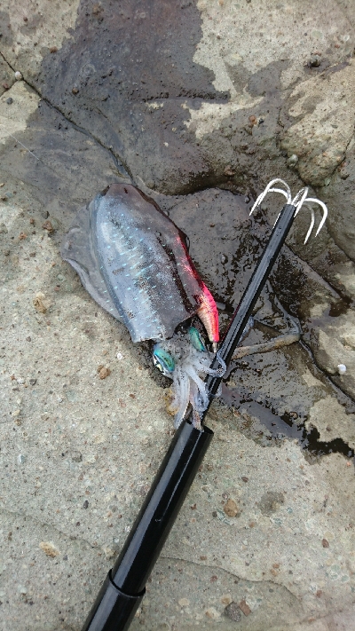 数年ぶりのイカ(´ε｀ )