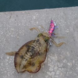 う～ん アオリ 渋い