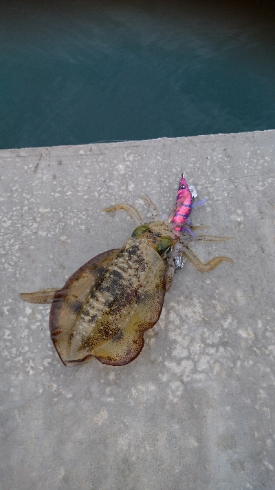 う～ん アオリ 渋い