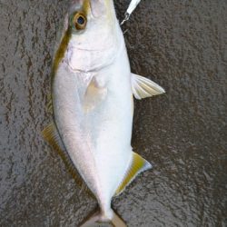 めっちゃ引く  シオ