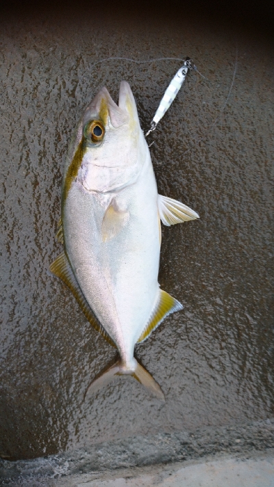 めっちゃ引く  シオ