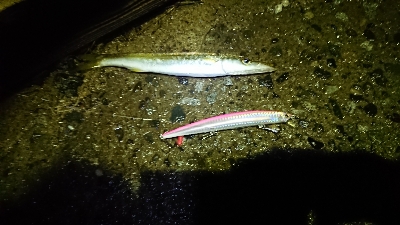 まさかの爆釣？