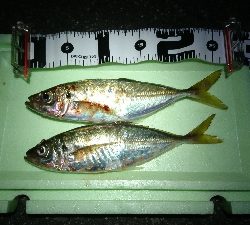 タチウオ・アジ