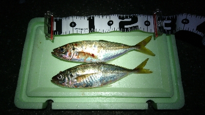 タチウオ・アジ