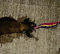 何とか坊主逃れ^_^;