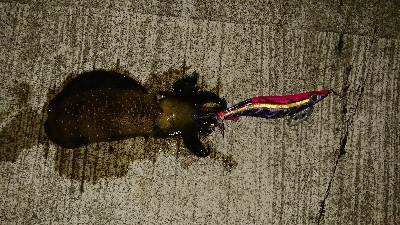 何とか坊主逃れ^_^;