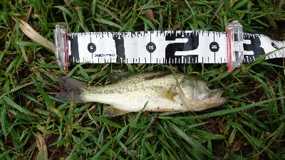 15年ぶりのバス