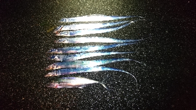 タチウオ・サゴシ