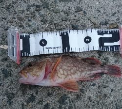 ガシラ&タチウオ