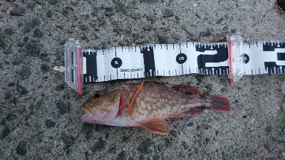 ガシラ&タチウオ