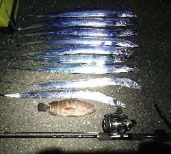 タチウオ・ハタ