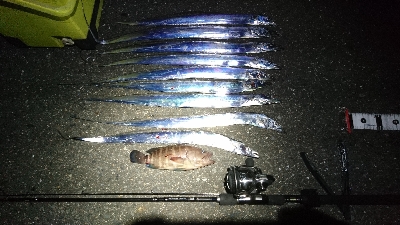 タチウオ・ハタ