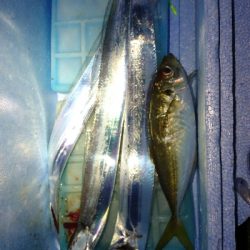 タチウオ・アジ