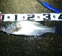 セイゴ・タチウオ