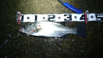 セイゴ・タチウオ