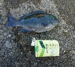 アジング&エサ釣り